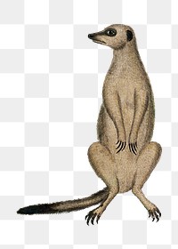 Meerkat png vintage animal illustration, remixed from the artworks by Robert Jacob Gordon