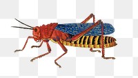 Cricket png vintage animal illustration, remixed from the artworks by Robert Jacob Gordon