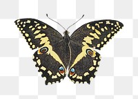 Christmas butterfly png vintage animal illustration, remixed from the artworks by Robert Jacob Gordon