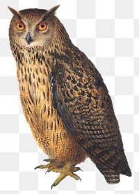 Owl png animal design element, remixed from artworks by Joris Hoefnagel