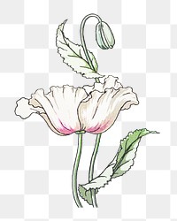 Vintage poppy  flower transparent png design element