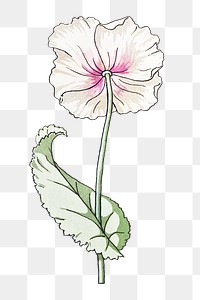 Vintage poppy flower transparent png design element