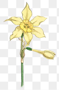 Vintage jonquil flower transparent png design element