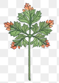 Vintage geranium leaf transparent png design element