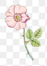 Vintage wild rose flower transparent png design element