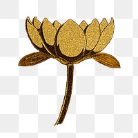 Vintage gold water lily flower transparent png design element