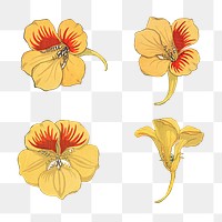 Vintage nasturtium flower settransparent png design element