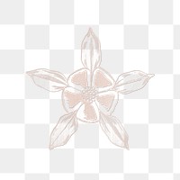 Line drawing columbine flower transparent png design element