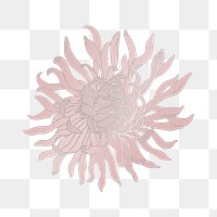 Vintage chrysanthemum flower transparent png design element