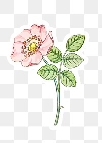 Vintage wild rose flower sticker with white border design element
