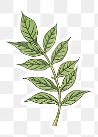 Vintage wisteria leaf sticker with white border design element