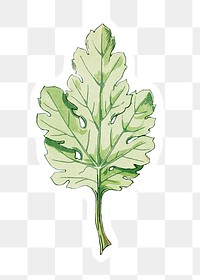 Vintage  leaf sticker with white border design element