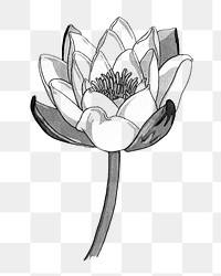 Black and white line drawing water lily flower transparent png design element