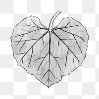 Black and white white flowered gourd leaf transparent png design element