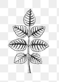 Black and white wild rose leaf transparent png design element