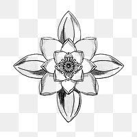 Black and white line drawing water lily flower transparent png design element