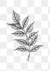 Black and white wisteria leaf set transparent png design element