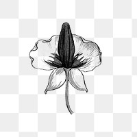 Black and white monkshood flower transparent png design element