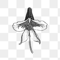 Black and white monkshood flower design element
