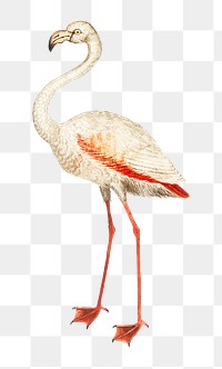 Vintage full length flamingo illustration