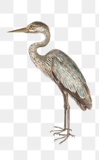 Vintage full length blue heron illustration