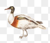 Vintage Indian runner duck illustration