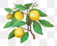 Vintage lemon branch illustration