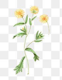Vintage chrysanths flower illustration