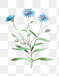 Vintage blue strawflower illustration