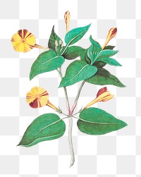 Vintage marvel Peru flower illustration | Premium PNG Sticker - rawpixel
