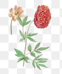 Vintage peony flower illustration