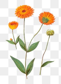 Vintage marigold flower illustration
