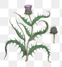 Vintage artichoke flower illustration