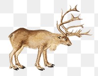 Vintage reindeer illustration