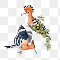 Hoopoes bird png animal art print, remixed from artworks by John Gould, Henry Constantine Richter and Charles Joseph Hullmandel