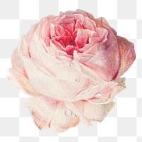 Blooming pink rose design element