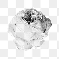 Black and white rose flower design element