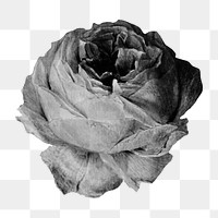 Black and white blooming rose design element