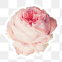 Blooming pink rose flower sticker with white border design element