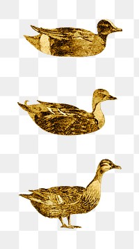 Vintage gold duck collection design elements