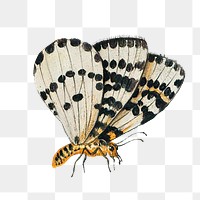 Vintage butterfly illustration transparent png