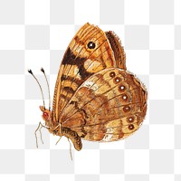 Vintage moth illustration transparent png