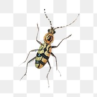 Vintage insect illustration transparent png