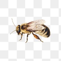 Vintage bee illustration transparent png