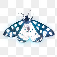 Butterfly outer glow vintage illustration transparent png