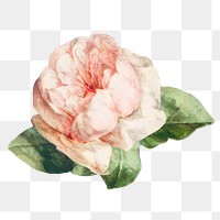 A single pink rose illustration transparent png