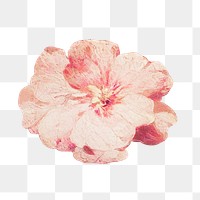 A single bloom flower illustration transparent png