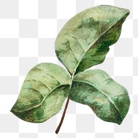 Vintage green leaves illustration transparent png
