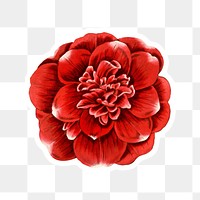 Red camellia png floral cut out sticker