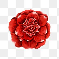 Blooming camellia flower png cut out illustrated